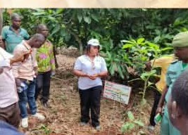 Plantation d'arbres d'ombrage dans les parcelles
